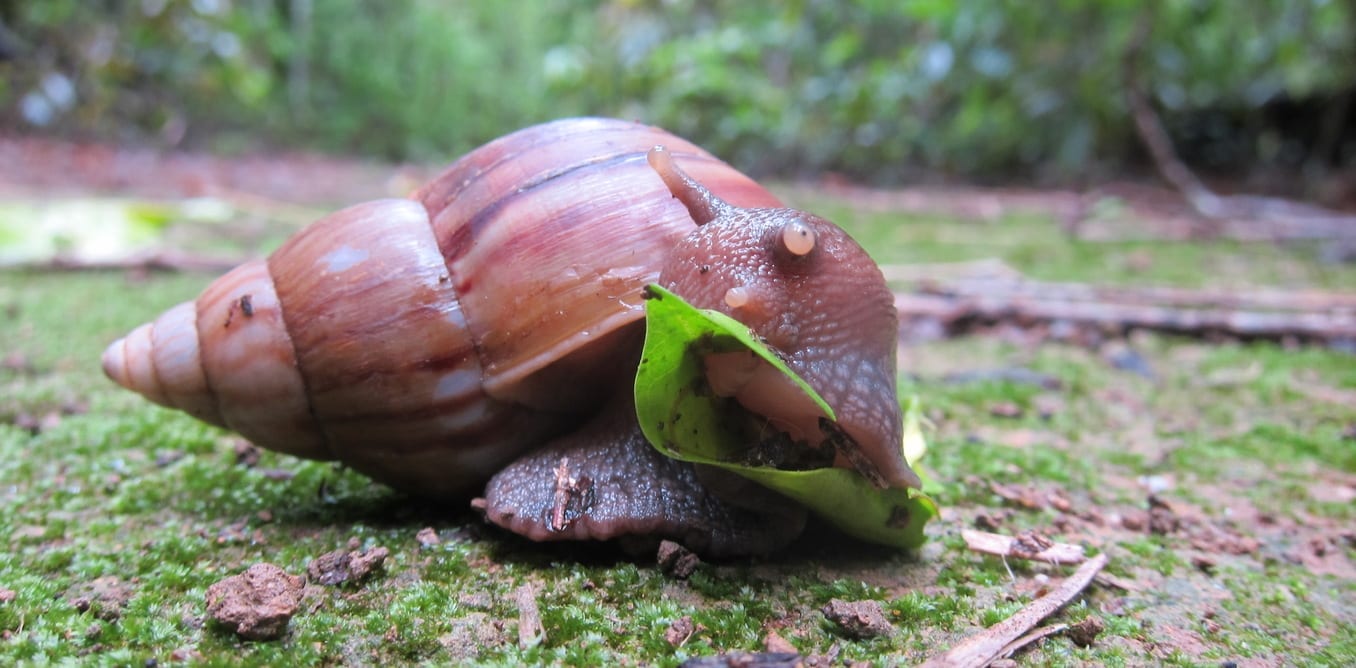 land snails reering small business grant